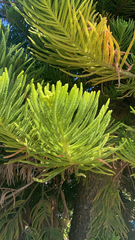 Eutacta
