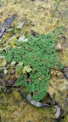 Azolla