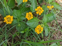 Lantana urticoides