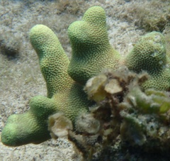Porites