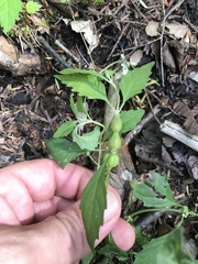 Neolasioptera lycopi