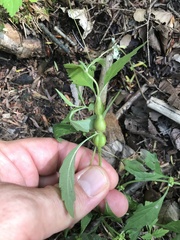 Neolasioptera lycopi