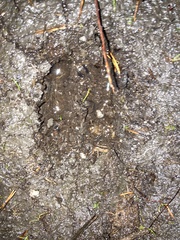 Cervus elaphus elaphus