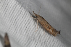 Neodactria luteolellus