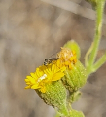 Mythicomyiidae