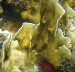 Millepora complanata