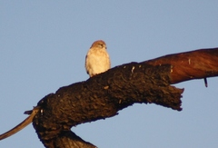 Falco cenchroides cenchroides