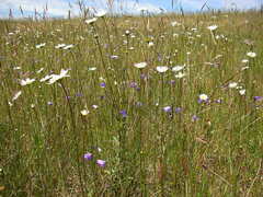 Campanula rotundifolia