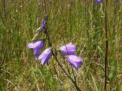 Campanula rotundifolia