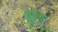 Azolla
