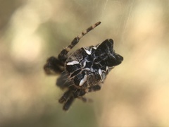 Cyrtophora citricola