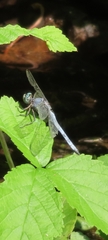 Orthetrum
