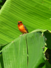 Foudia madagascariensis