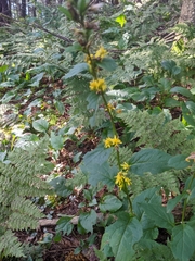 Solidago flexicaulis