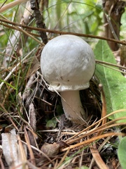 Agaricus sylvicola
