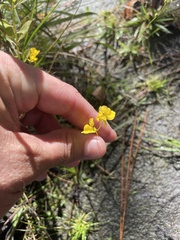 Utricularia cornuta