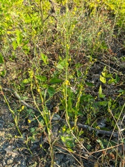 Bupleurum