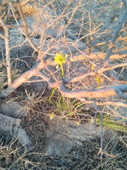 Bulbine abyssinica
