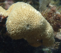 Palythoa caribaeorum
