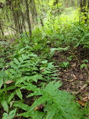 Woodwardia areolata