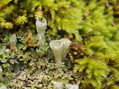 Cladonia pyxidata