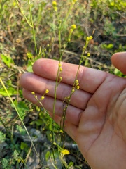 Bupleurum