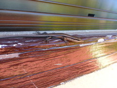 Trachylepis sechellensis