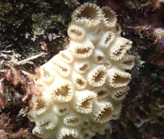 Palythoa caribaeorum