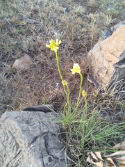 Bulbine abyssinica