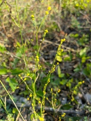 Bupleurum