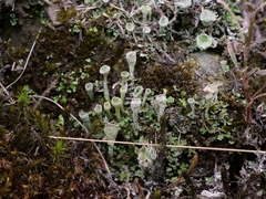 Cladonia fimbriata