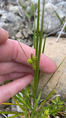 Carex viridula