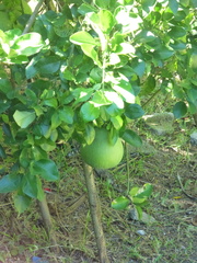 Citrus maxima