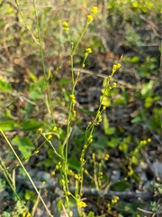 Bupleurum