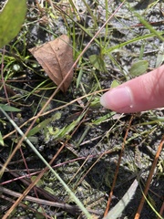 Drosera capillaris
