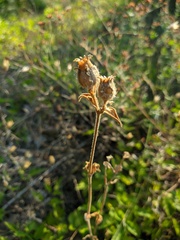 Silene noctiflora