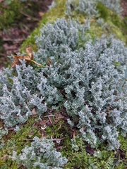 Cladonia squamosa