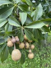 Aesculus
