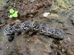 Arsenura polyodonta