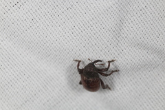Chalcodermus collaris