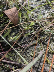 Drosera capillaris