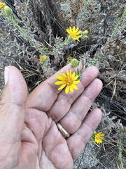 Heterotheca sessiliflora echioides