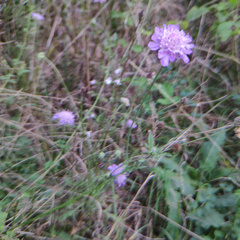 Scabiosa