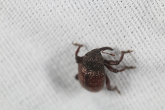 Chalcodermus collaris