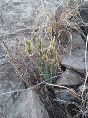 Albuca setosa
