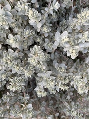 Atriplex leucophylla