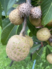 Aesculus