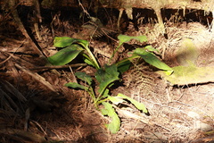 Lysichiton americanus
