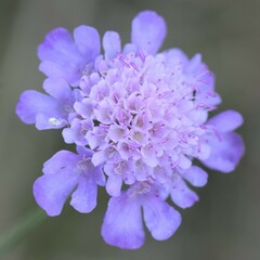 Scabiosa