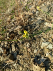 Linaria genistifolia